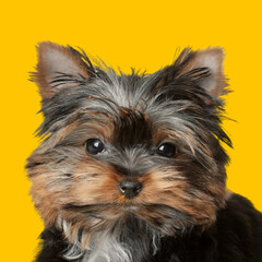 Cute Yorkshire terrier puppy on orange background. Dog portrait