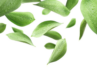 Fresh green leaves with water drops flying on white background