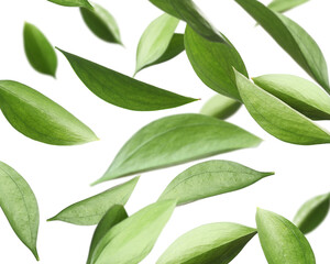 Many fresh green leaves flying on white background