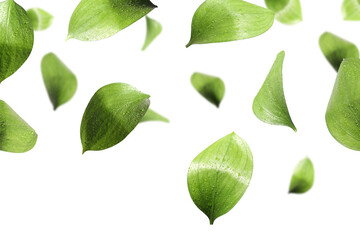 Fresh green leaves with water drops flying on white background