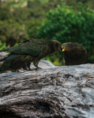 Kea birds linking beaks in the New Zealand wild