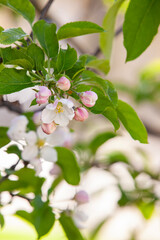 Close-up of an apple blossom with delicate white and pink petals against a blurred background of branches and green foliage. A symbol of spring renewal.