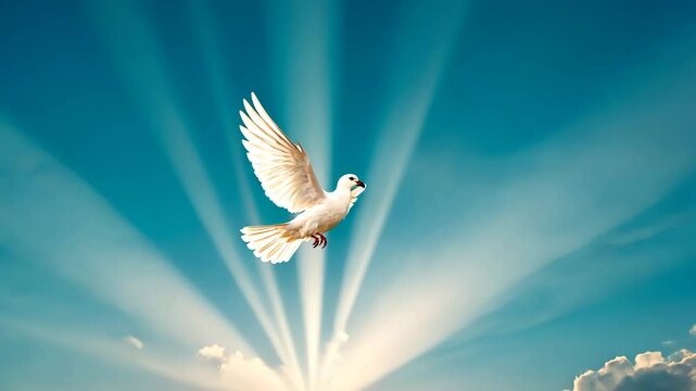 piegon dove peace heaven flying in the air symbolic video concept
