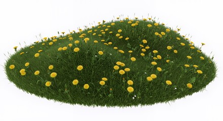 Dandelion Flowers Growing in a Green Grassy Patch Isolated on White