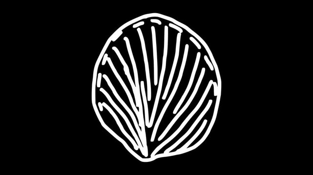 White wiggly hand drawn seashell icons on alpha 8
