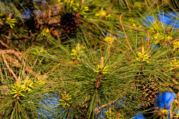 The flowering eastern white pine