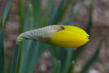 close up macro shot of a yelllow daffodil bud with a shallow depth of field