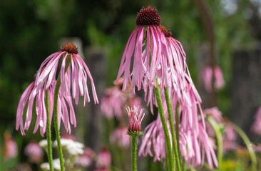 Blüten der Heilpflanze Sonnenhut (Echinacea pallida)