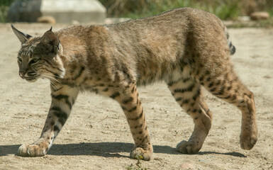 Bobcat at an animal sanctuary in California. 