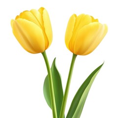 Obraz premium Yellow tulip flowers on white background, vibrant spring floral illustration, pair of blooming yellow tulips with green leaves and stems