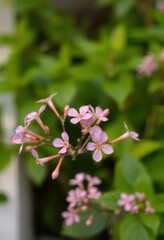Fototapeta premium Pink Adenium obesum blossoms in sharp focus, vibrant green foliage blurred background, blossom, macro, beauty in nature