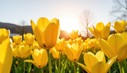 Yellow tulips blooming under sunlight in a vibrant spring field  