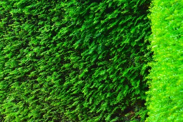 Common yew shrub background