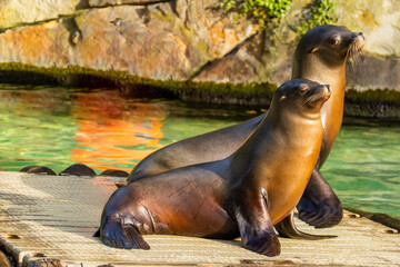 pair of California sea lions bask in sun. Zalophus californianus.