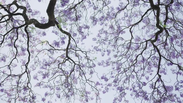Blooming jacaranda tree canopy gently swaying in the breeze