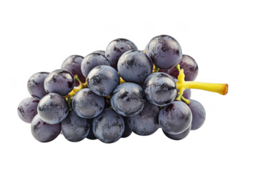 A bunch of dark grapes with a yellow stem on a dark background on transparent background