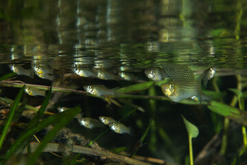 Colorful male sailfin molly displaying