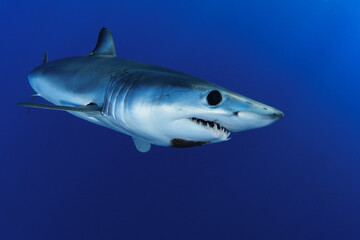 Shortfin makoshark in the blue of the ocean