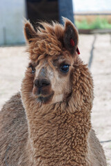 A brown llama with a red ribbon around its neck