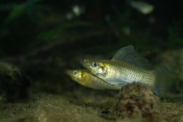 Fototapeta premium Male sailfin molly displaying to female