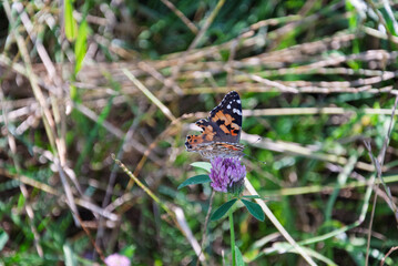 A butterfly is sitting on a purple flower