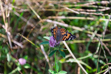 A butterfly is sitting on a flower