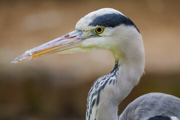 l gray heron . bird is several shades of grey with a long beak.