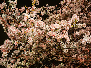 美しく咲く夜の桜