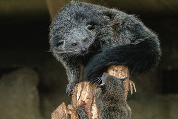 Binturong Arctictis binturong Adult sleeping at the top of a dead tree.