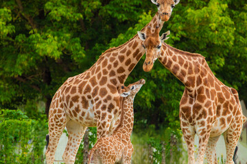 family of Giraffe Giraffa camelopardalis,with a baby. sticking out blue tongue