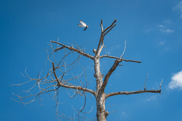 dried, dead tree and leafless branches, blue sky background.