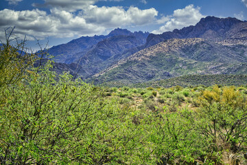 Obraz premium Catalina Regional Park, Tucson, Arizona