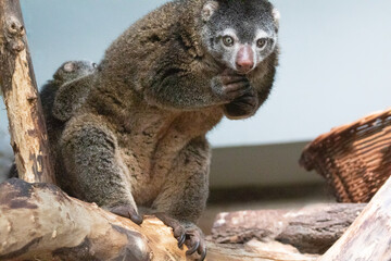 Bear cuscus, Phalanger Maculatus with baby on her back