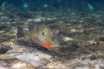 Redbreast sunfish in a natural spring