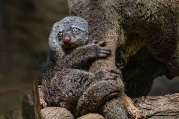Bear cuscus, Phalanger Maculatus with baby on her back