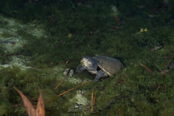 Fototapeta premium Loggerhead musk turtle surrounded by algae