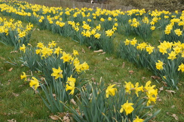 Ein Feld mit gelben Narzissen