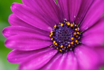 Fototapeta premium close up of purple daisy