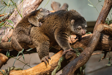 Bear cuscus, Phalanger Maculatus with baby on her back