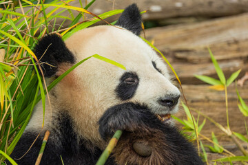giant black and white panda is eating bamboo. Large animal closeup