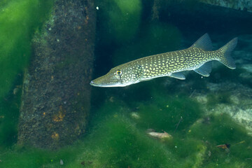 Fototapeta premium Chain pickerel in natural spring