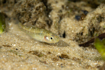 Rainwater Killifish on sandy bottom of spring