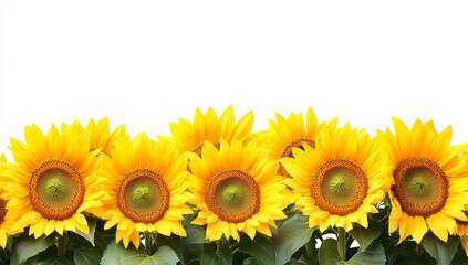 Fototapeta premium Bright sunflowers in a horizontal row