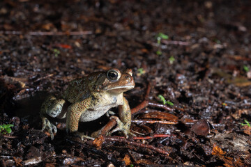 Eastern American Toad on forest floor