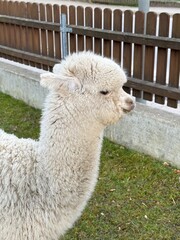 Fototapeta premium llama in the zoo