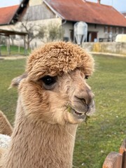 Obraz premium Fluffy alpaca in natural farm environment 