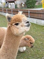 Fototapeta premium alpaca in the zoo