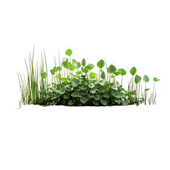 Tranquil Pond Water Spinach Plant Isolated on Transparent Background