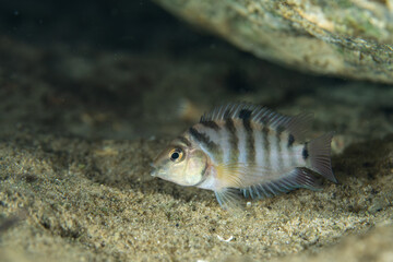 Convict cichlid swimming in bottom of spring