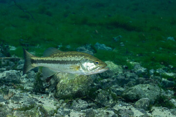 Fototapeta premium Florida bass in a clear spring